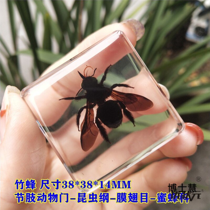 곤충 하위 식물 표본 사마귀 동물 잠자리 수지 접착제 거미 실제 곤충 딱정벌레 과학 도마뱀 바다