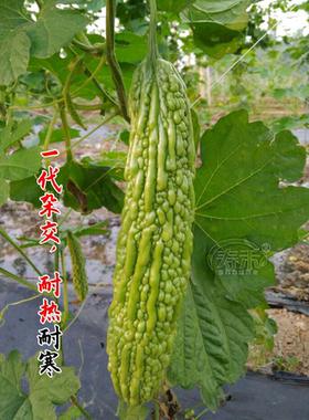苦瓜种子种籽苗四季秧菜苗蔬菜幼苗孑蔬菜苹果嫁接秧苗带土白种