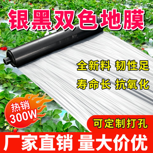 防虫银色双色地膜番茄蔬菜种植