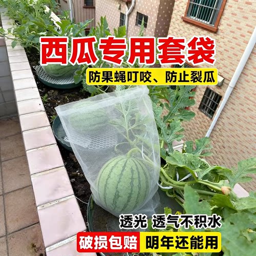 西瓜套袋防鸟虫神器专用透气透光
