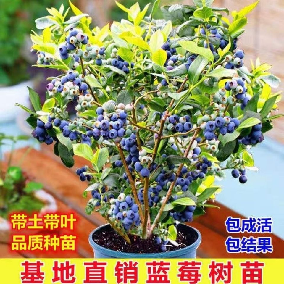 蓝莓苗蓝莓树果苗特大阳台盆栽室外带土新品种南北方种植当年结果