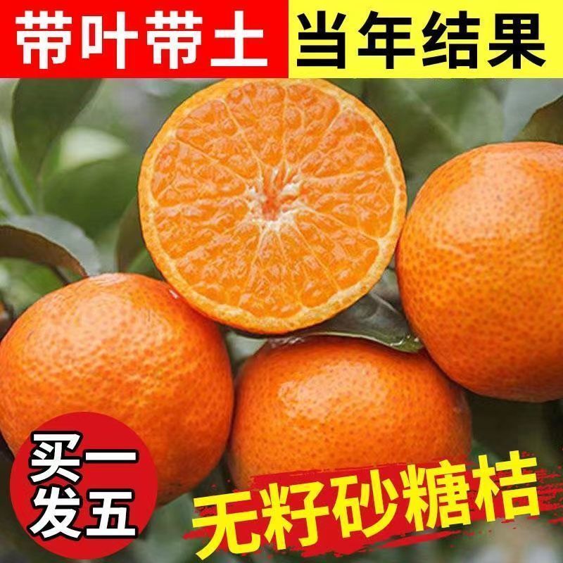 桔子树苗当年结果无籽嫁接地栽