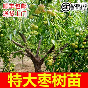 枣树活苗当年结果特大枣树带土球盆栽庭院地栽冬枣二代南北方种植