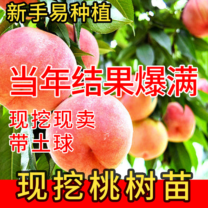 水蜜桃当年结果桃树果苗黑桃皇后树苗嫁接桃树南北地种植果苗盆栽