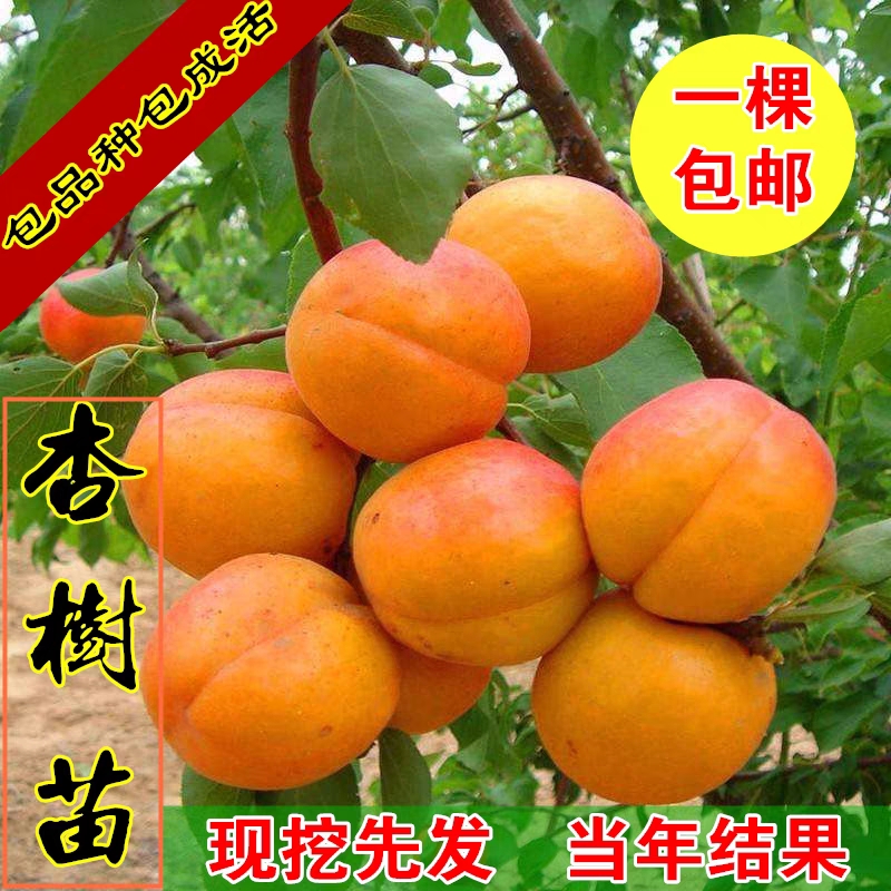 杏树果苗嫁接盆栽活苗果树苗杏树苗种植庭院南方北方杏子树苗