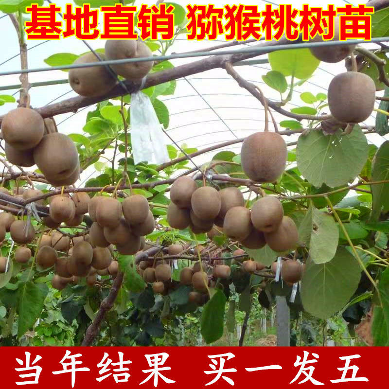 猕猴桃树果苗红心徐香软枣猕猴桃苗地栽盆栽当年结果南方北方种植