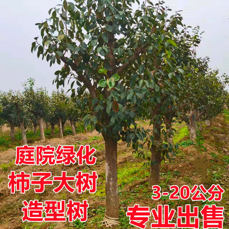 柿子苗树脆甜柿子特大树带土球盆栽庭院地栽南北方种植当年结果苗