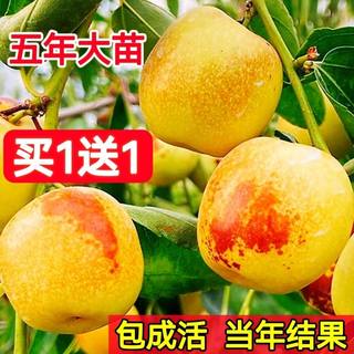 枣树活苗嫁接枣子果树苗盆栽南方北方种植沾化冬枣大红枣当年结果