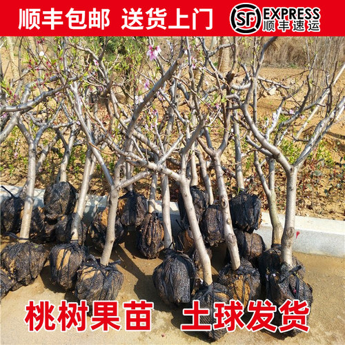 特大桃树果苗带土南方北方种植嫁接冬桃黄桃水蜜桃庭院耐寒树果苗