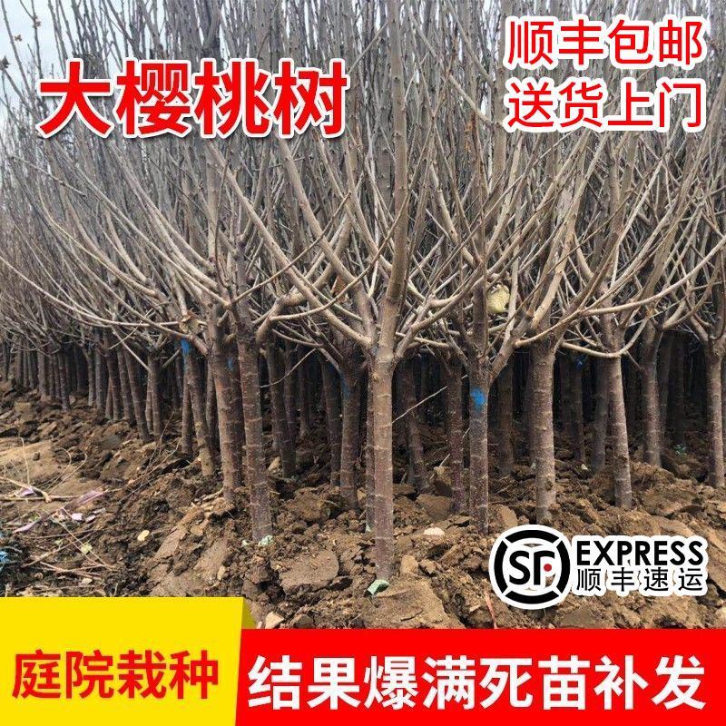 车厘子树苗特大樱桃树苗带土球庭院地栽盆栽种植南方北方当年结果