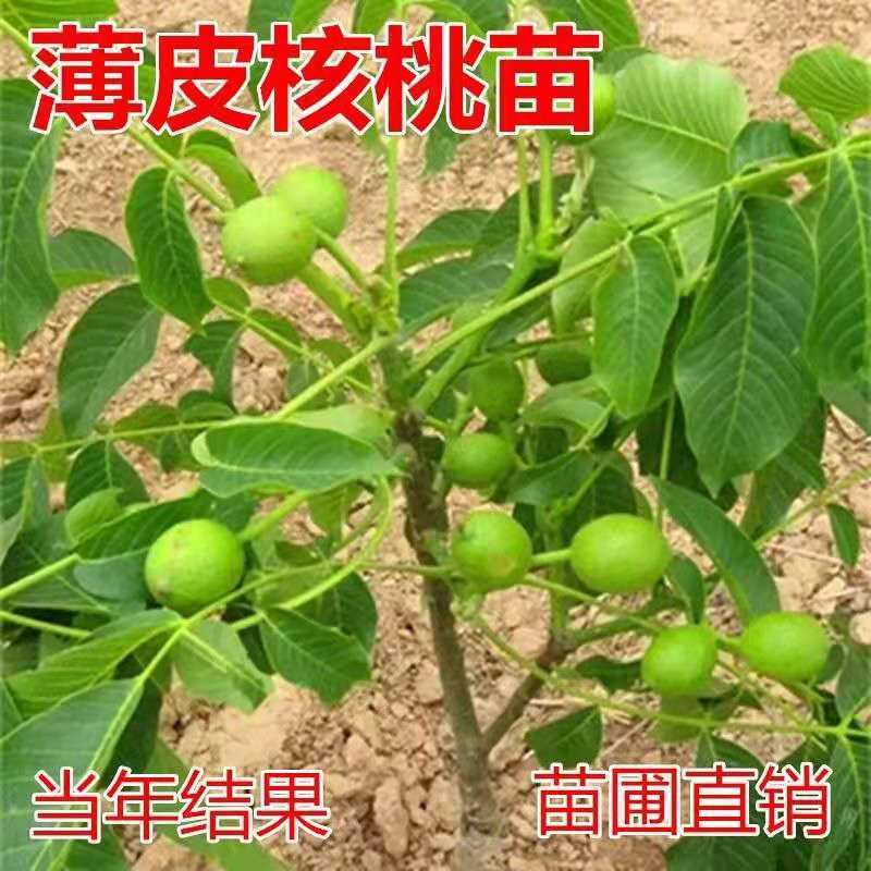 核桃树苗南方北方种植核桃苗嫁接果树苗纸皮薄皮幼苗地栽当年结果