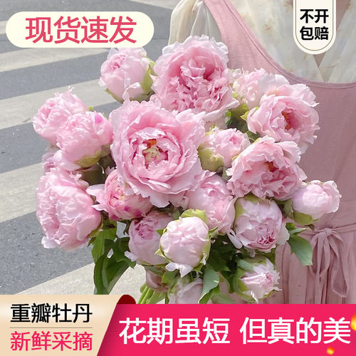 【顺丰！现货】牡丹鲜花混搭 肉芙蓉 玫红向阳 冠群芳