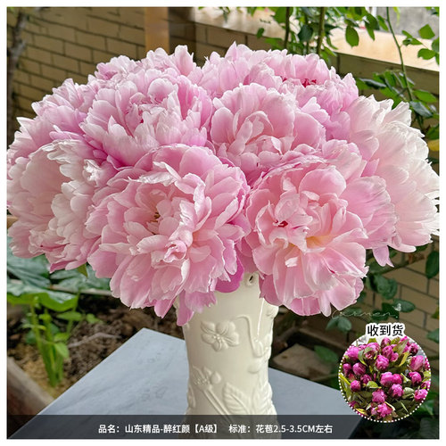 【顺丰现货】粉岭红花 芍药鲜花