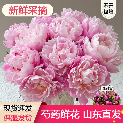 【现货】重瓣芍药鲜花丹化雪鲜切花水培鲜花束插花店落日珊瑚