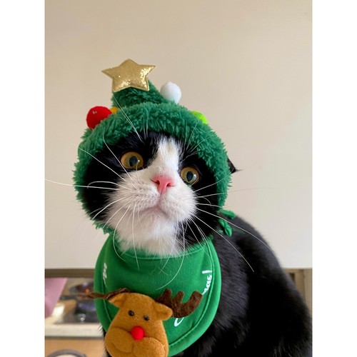 圣诞节猫咪帽子围脖套装奶牛猫高颜值节日穿搭圣诞帽口水巾配饰