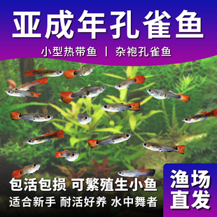 纯种孔雀鱼杂袍闯缸鱼大肚鱼繁殖热带鱼胎生鱼淡水宠物吃蚊子幼虫