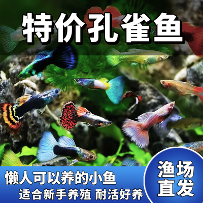 孔雀鱼热带闯缸练手鱼苗观赏鱼小鱼耐活好养淡水斑马小型凤尾活体