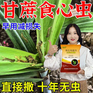 甘蔗专用杀虫剂】甘蔗钻心虫药甘蔗防虫药专打甘蔗虫药预防钻心虫