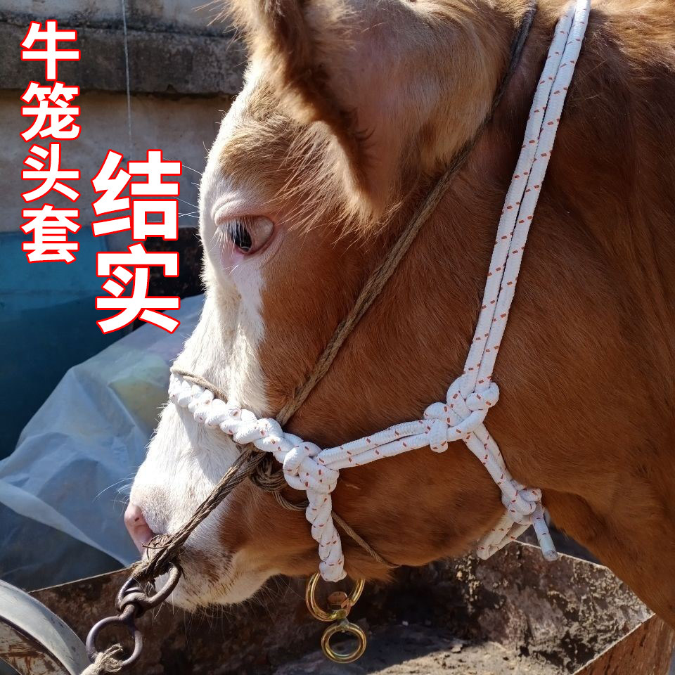 牛笼头套牛龙套牛龙头牵牛绳小牛犊牛笼头套牛缰绳飞机网绳编制