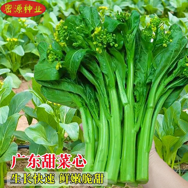 广东甜菜心种子脆甜油菜心种孑耐热速生四季农家田园庭院蔬菜菜籽