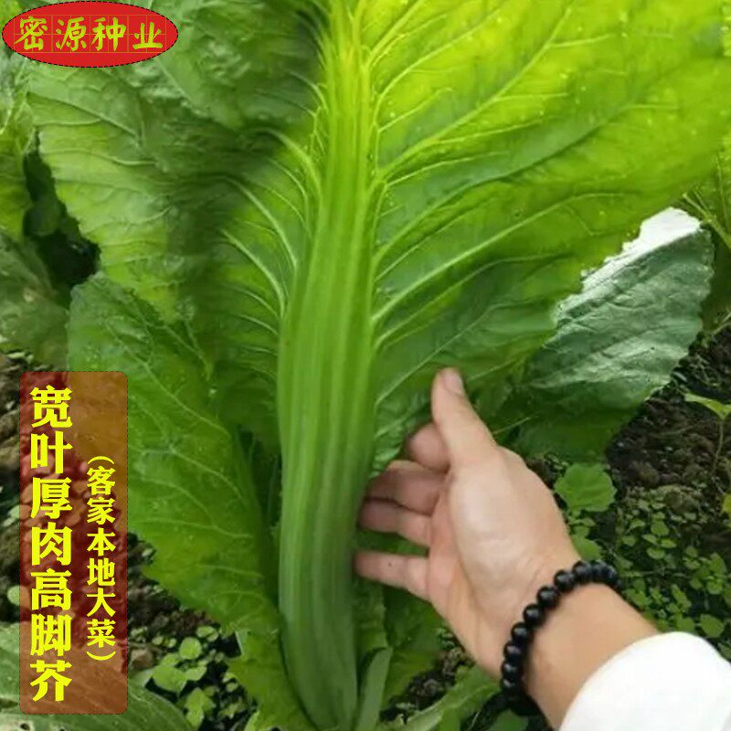 宽叶厚肉高脚芥菜种子本地土大菜籽四季播高产耐寒农家蔬菜种子孑