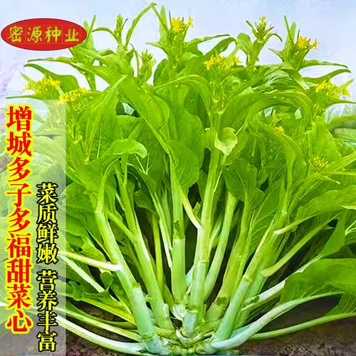 增城多子多福甜菜心特甜脆菜苔芯种子耐寒高产白菜苔种籽农家蔬菜