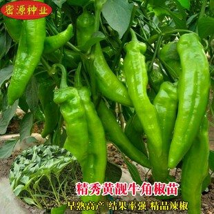 特大牛角椒种子大果羊角青椒辣椒南方苗种籽微辣新品种春季蔬菜孑