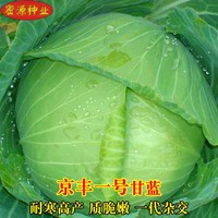 京豐一號甘藍(lán)種子春季扁圓包心菜