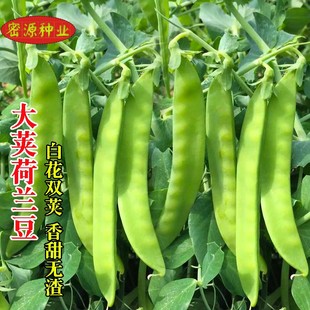 双花双荚软荚荷兰豆种子豌豆种籽高产秋冬季四季农家菜园蔬菜种孑