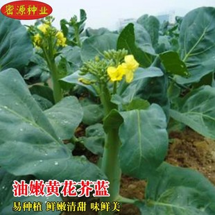 芥兰菜种子油嫩黄花迟芥蓝种籽芥蓝菜大田农家盆栽秋冬季蔬菜种孑