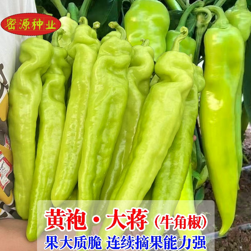 黄袍大蒋牛角椒种子抗病青椒尖椒辣椒秧苗微辣春秋季高产蔬菜种孑