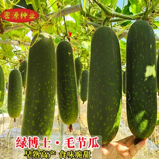 毛节瓜种子迷你小冬瓜秧苗春秋季种早熟高产大田阳台四季蔬菜种孑