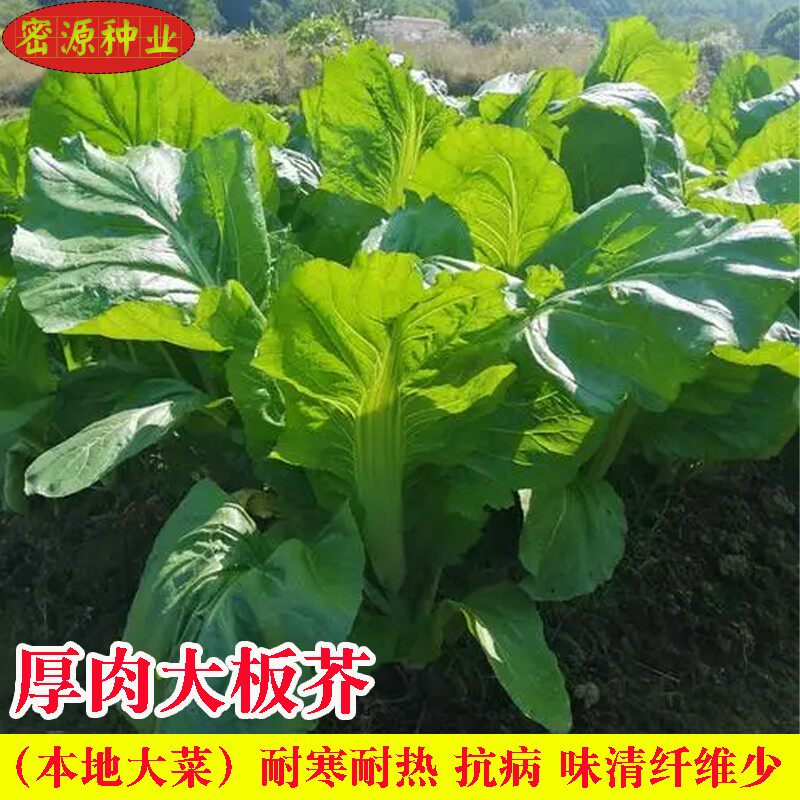 厚肉大板芥菜菜种本地大菜籽耐寒春秋四季播宽叶高脚农家蔬菜菜孑