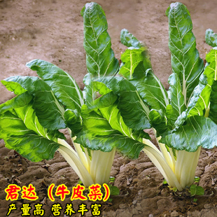 根达菜四川牛皮菜种籽牛皮菜厚皮菜种籽大叶红叶甜菜秋季蔬菜种子