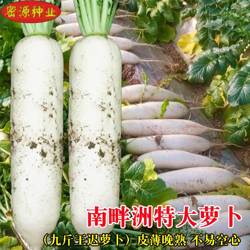 九斤王大白萝卜种子农家庭院蔬菜