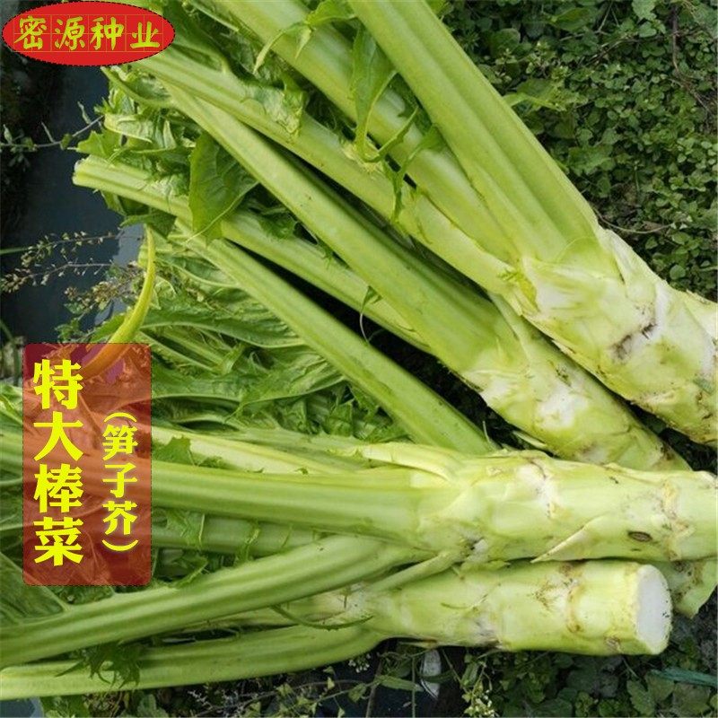 棒菜种子芥菜种籽芥菜头白皮耐寒青笋种四川春秋农家庭院蔬菜种孑