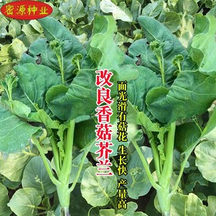 改良香菇芥兰菜种籽广东潮汕特色芥蓝菜籽介兰菜种子大田蔬菜种孑