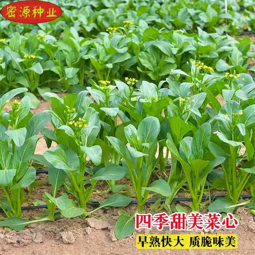蔬菜四季抗寒耐热阳台盆栽甜菜心