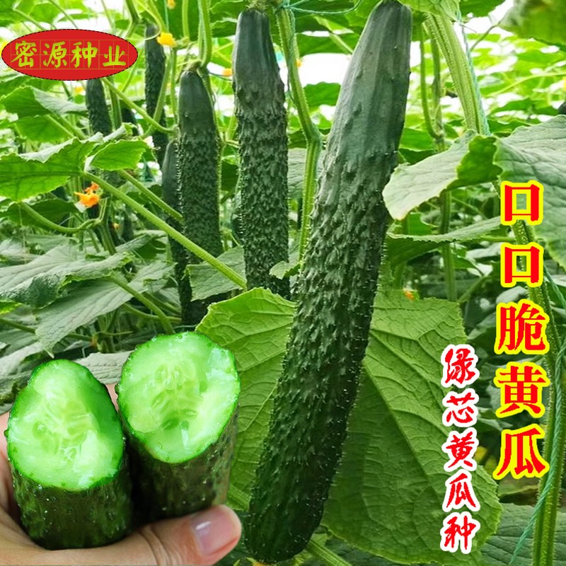 口口脆黄瓜种子绿芯青瓜刺黄瓜种籽水果春秋四季阳台庭院蔬菜种子