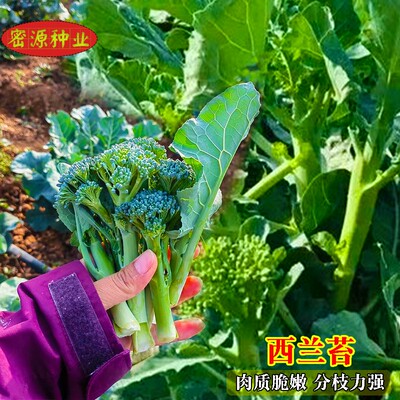 西兰苔种子西洋芥兰种籽