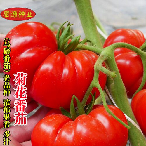 菊花番茄种子马蹄大西红柿种籽