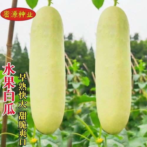 水果白黄瓜种子早熟春秋种植