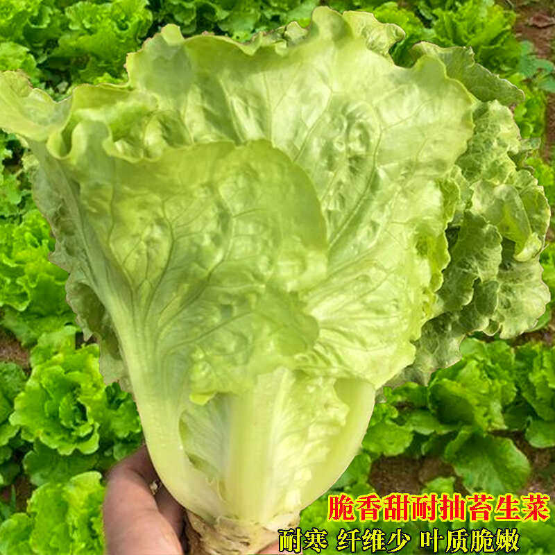 脆香甜耐抽苔生菜种子脆嫩生吃生菜种籽阳台大田盆栽春季蔬菜种孑,鲜花速递/花卉仿真/绿植园艺,家庭园艺种子,淘宝优惠券,粉丝福利购,淘宝优惠卷