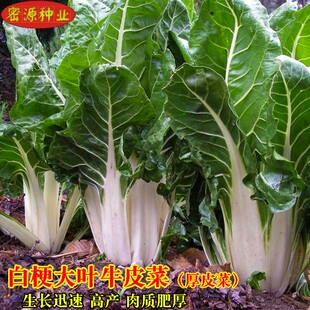 牛皮菜厚皮菜种籽根达菜四川牛皮菜种籽大叶红叶甜菜秋季蔬菜种子