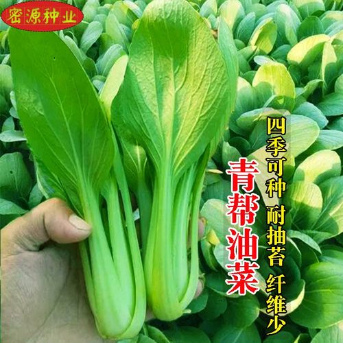 青帮油菜种籽春夏秋冬四季