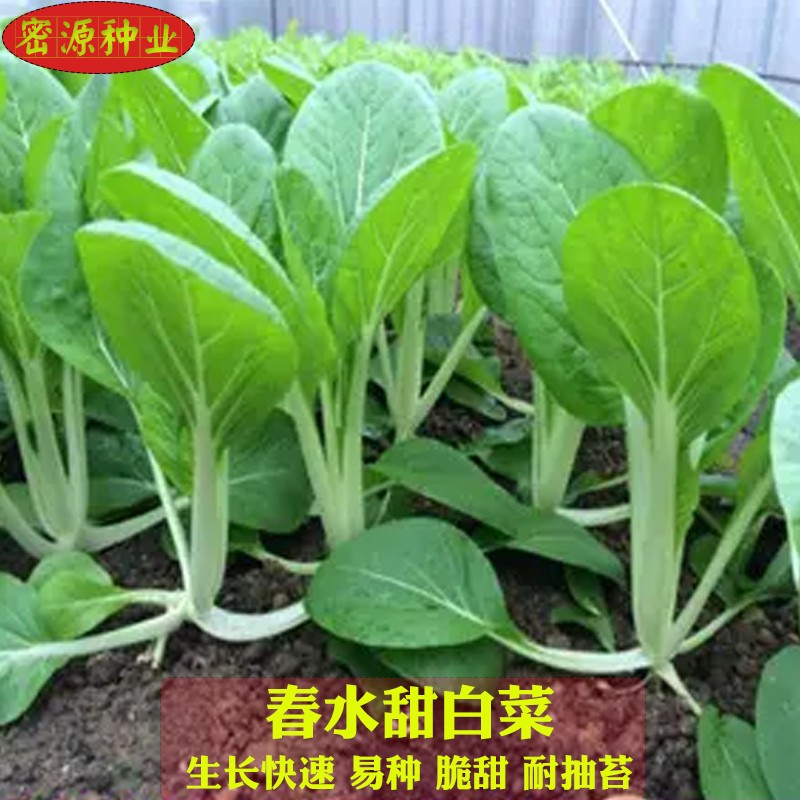 农家四季高产易种小白菜