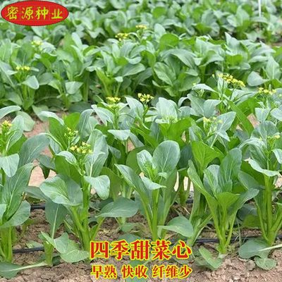 甜菜 相关商品 价格 图片 优惠券 甜菜相关淘宝天猫折扣查询 淘优券