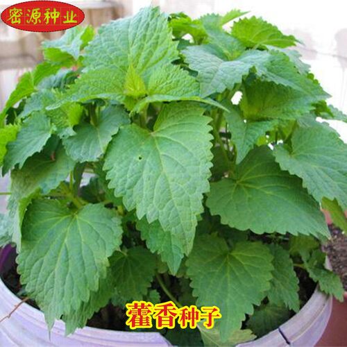 藿香食用四季阳台盆栽野菜种子