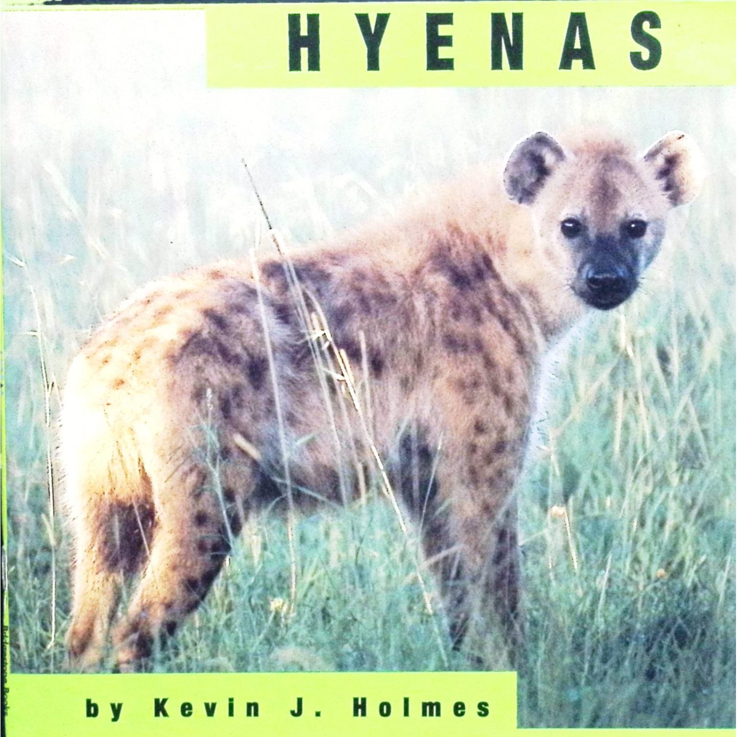 英语原版书动物系列HYENAS鬣狗绘本科普亲子共读凯文J霍尔姆斯著桥石出版社出版适合710岁儿童阅读的动物科普读物介绍鬣狗种类