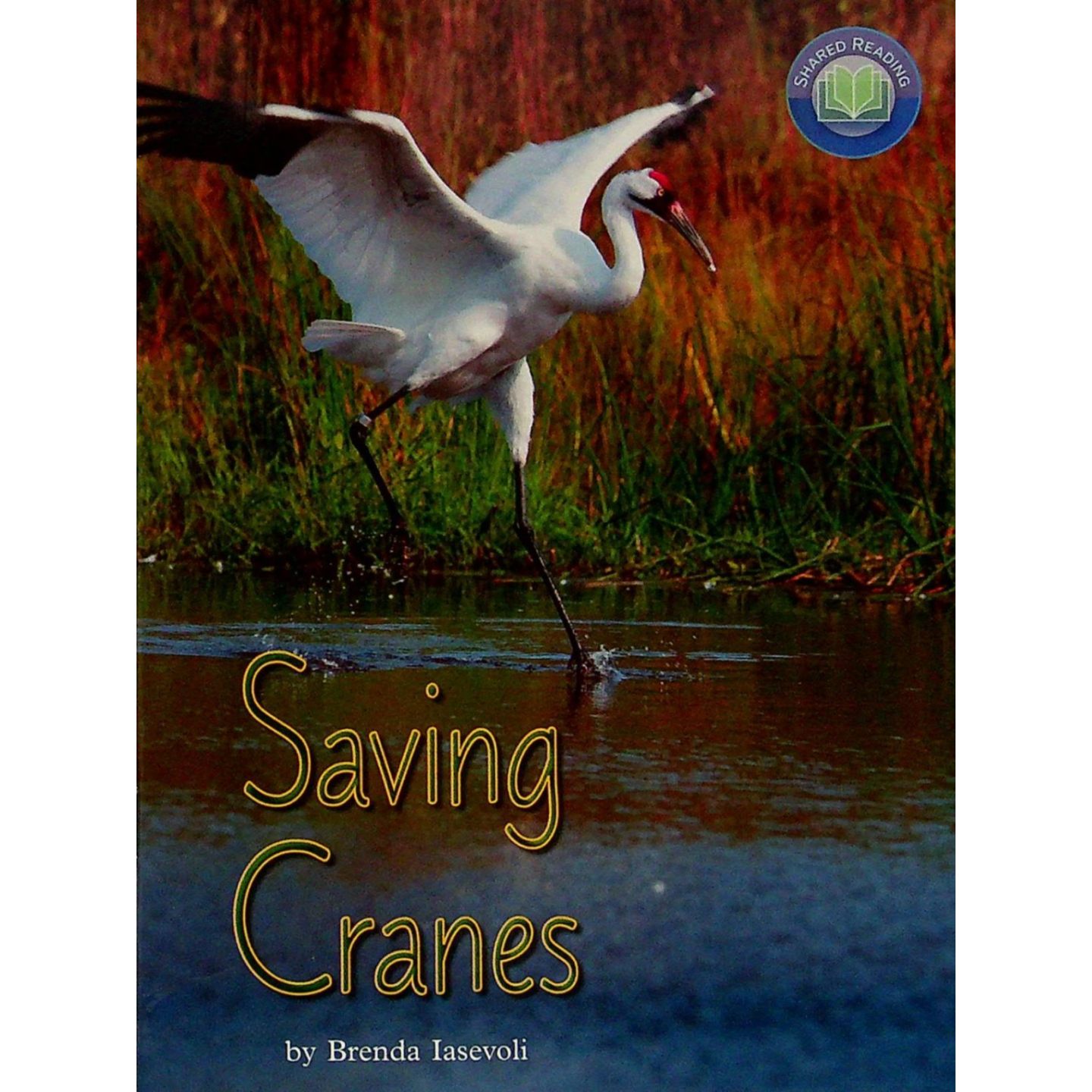 英文原版图书美洲鹤保护绘本